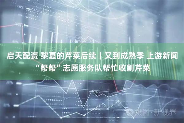 启天配资 黎夏的芹菜后续｜又到成熟季 上游新闻“帮帮”志愿服务队帮忙收割芹菜